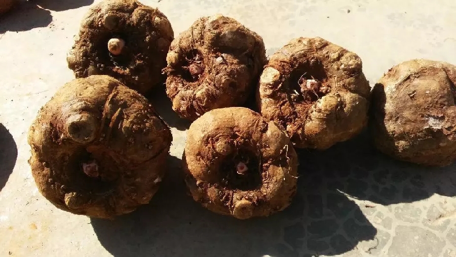 曲靖富源魔芋等到秋收时节,魔芋苗变得枯黄,茎倒叶落,魔芋便成熟了.