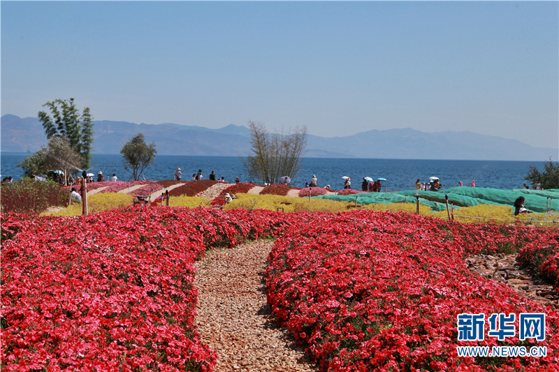 云南澄江抚仙湖畔花开正艳醉游人
