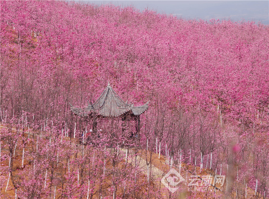 明山樱花谷图片