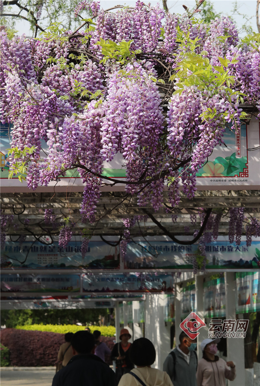 昆明翠湖:紫藤花开迎接芳菲四月_云南网