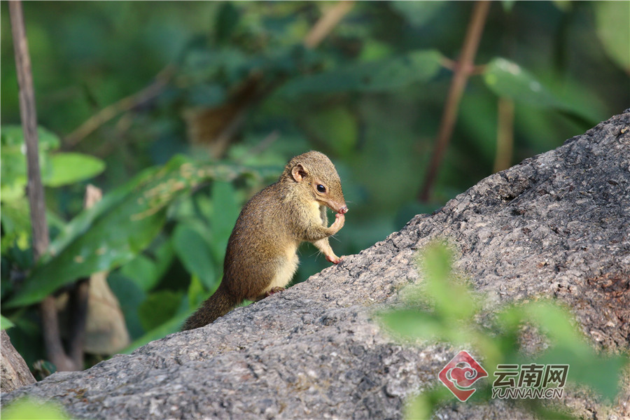 元阳观音山省级自然保护区:珍惜动植物的和谐美丽家园