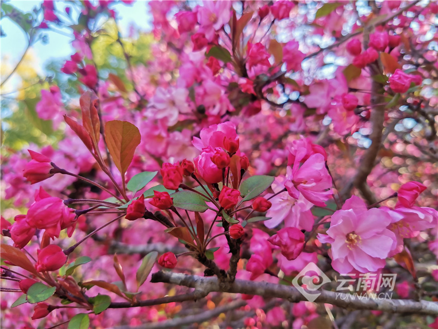 高清组图云南通海海棠花红醉人心