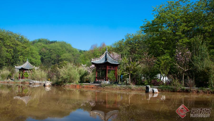 早安雲南丨羅平相石階森林公園:藏身城市裡的寧靜與詩意_媒體聯動